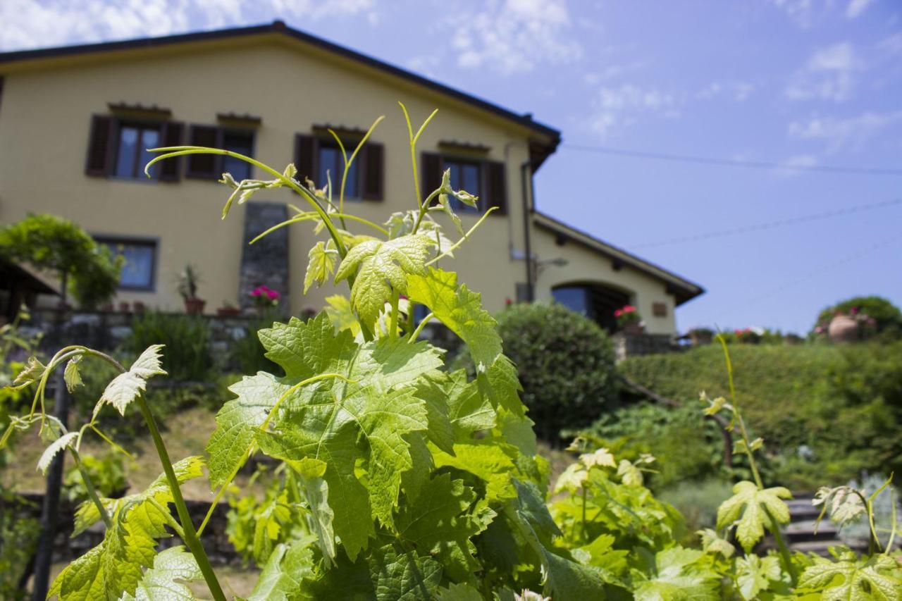 Polcanto Villa Porcigliano Olive Grove מראה חיצוני תמונה