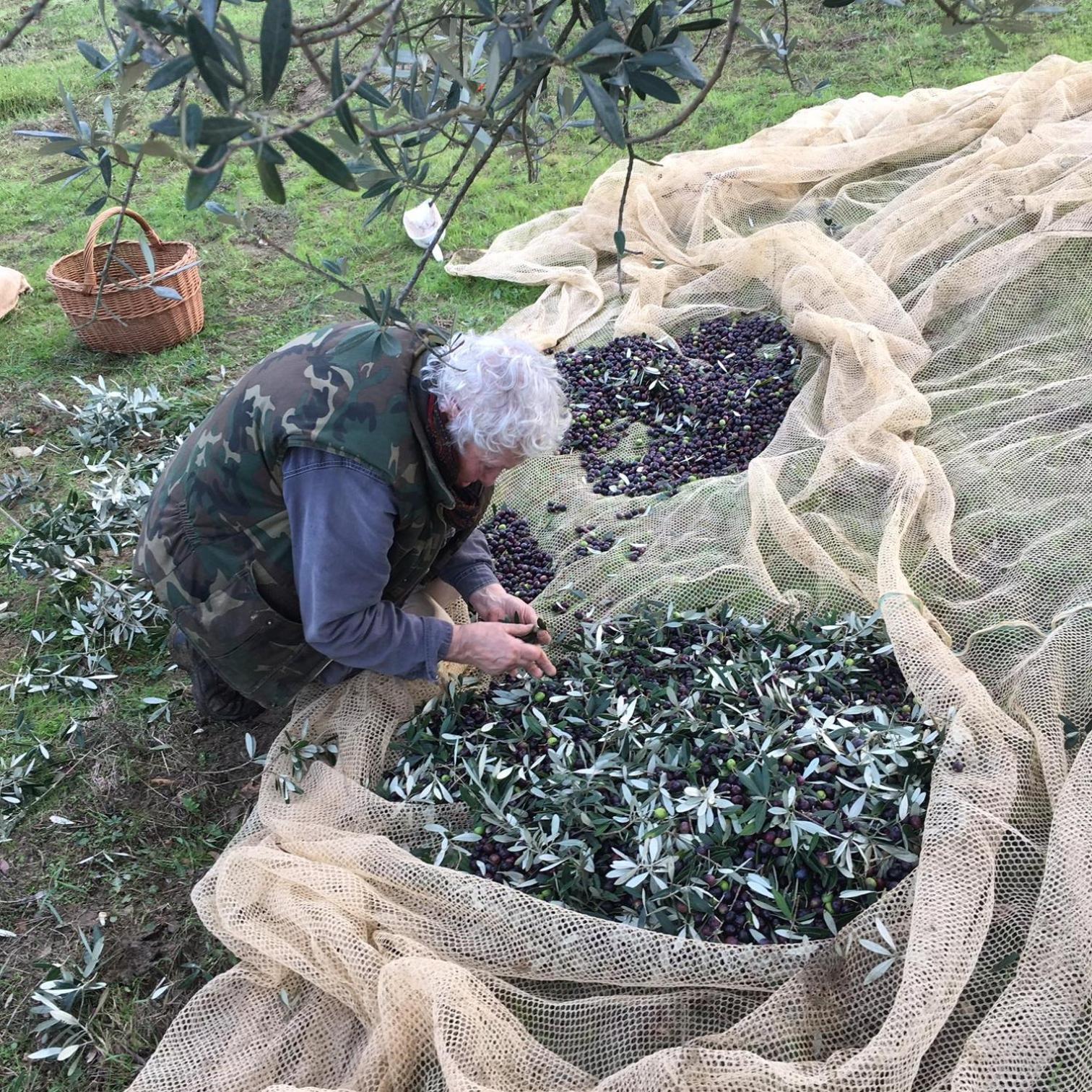Polcanto Villa Porcigliano Olive Grove מראה חיצוני תמונה