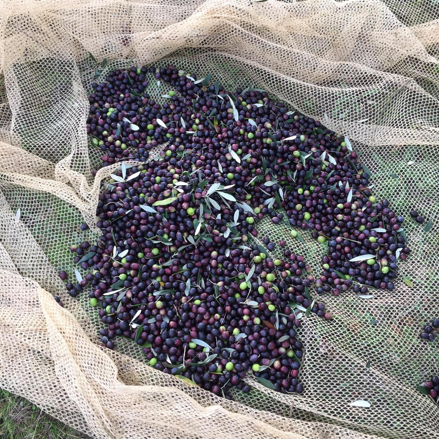 Polcanto Villa Porcigliano Olive Grove מראה חיצוני תמונה