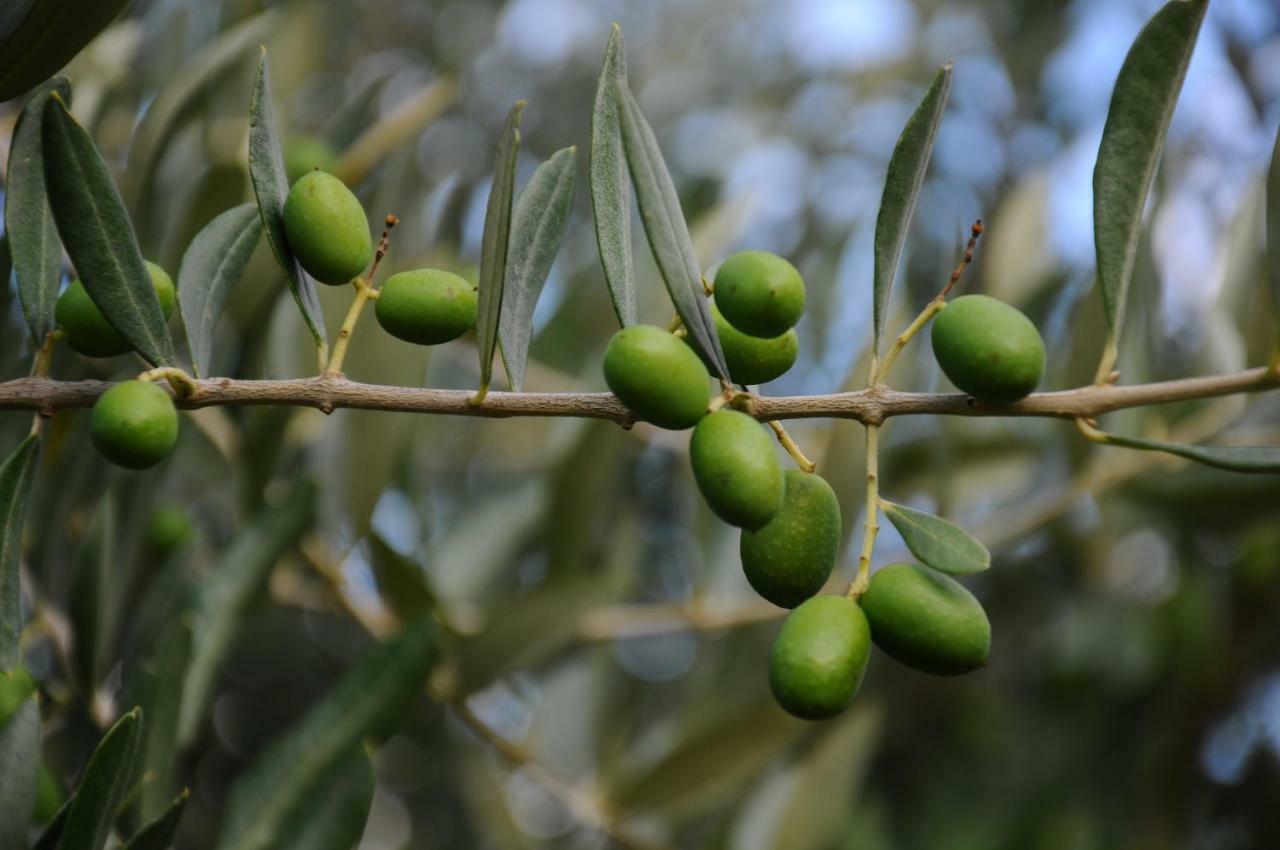 Polcanto Villa Porcigliano Olive Grove מראה חיצוני תמונה